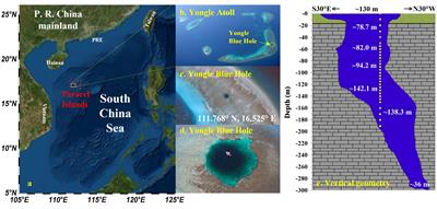 Seasonal and vertical variations of nutrient cycling in the world’s deepest blue hole